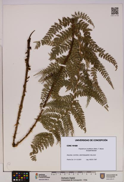 Polystichum multifidum [Espécimen: UDEC:CONC:0161928]