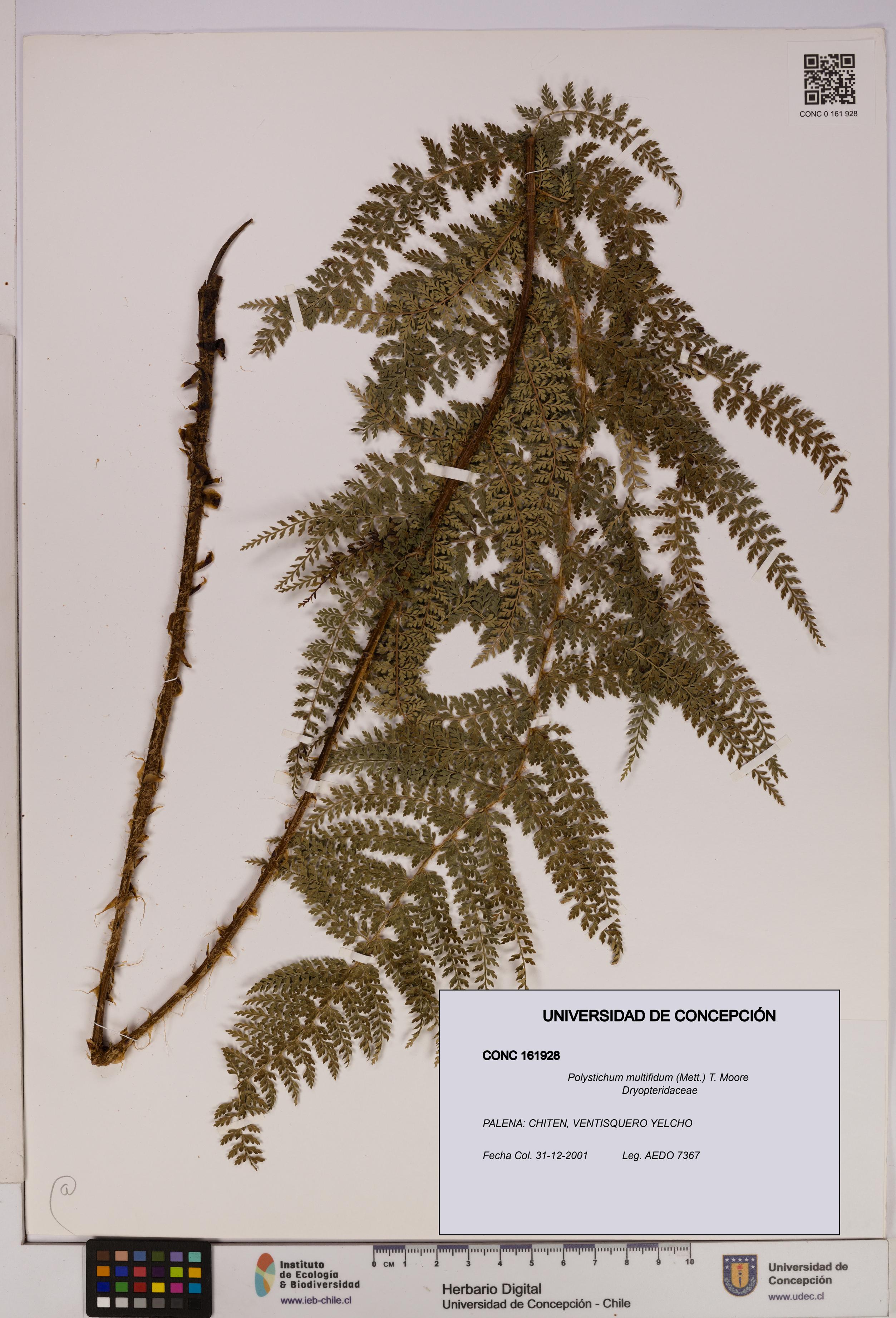Polystichum multifidum [Espécimen: UDEC:CONC:0161928]