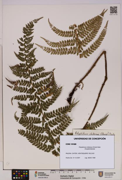 Polystichum chilense [Espécimen: UDEC:CONC:0161929]