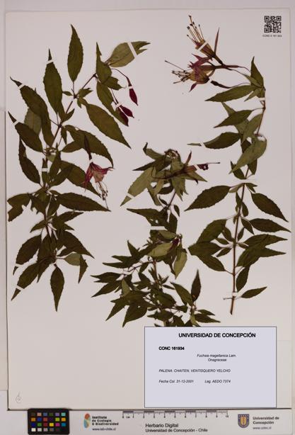 Fuchsia magellanica [Espécimen: UDEC:CONC:0161934]