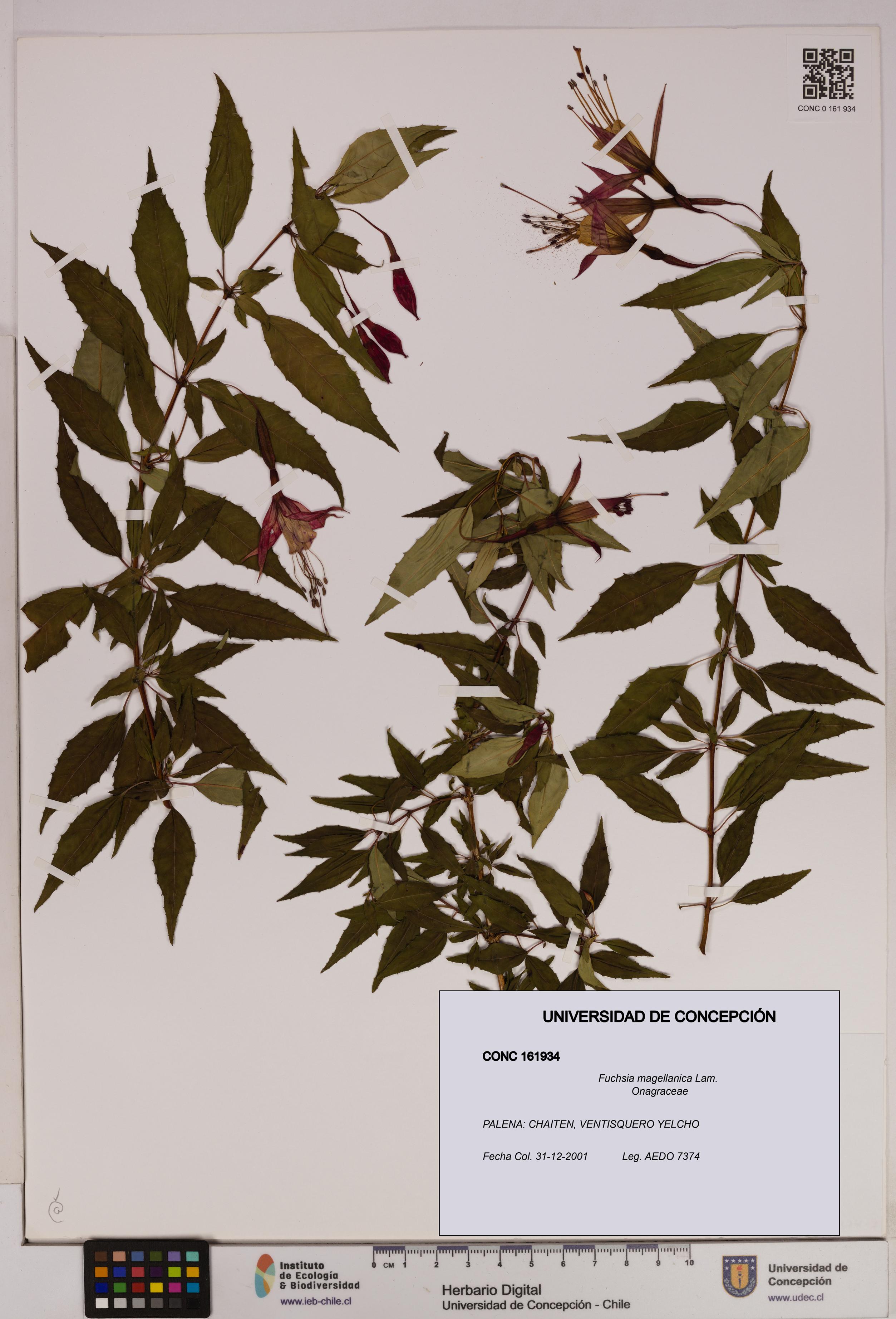 Fuchsia magellanica [Espécimen: UDEC:CONC:0161934]