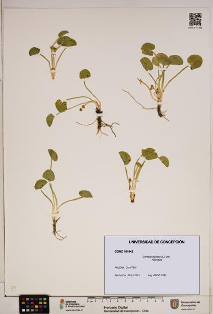 Centella asiatica [Espécimen: ]