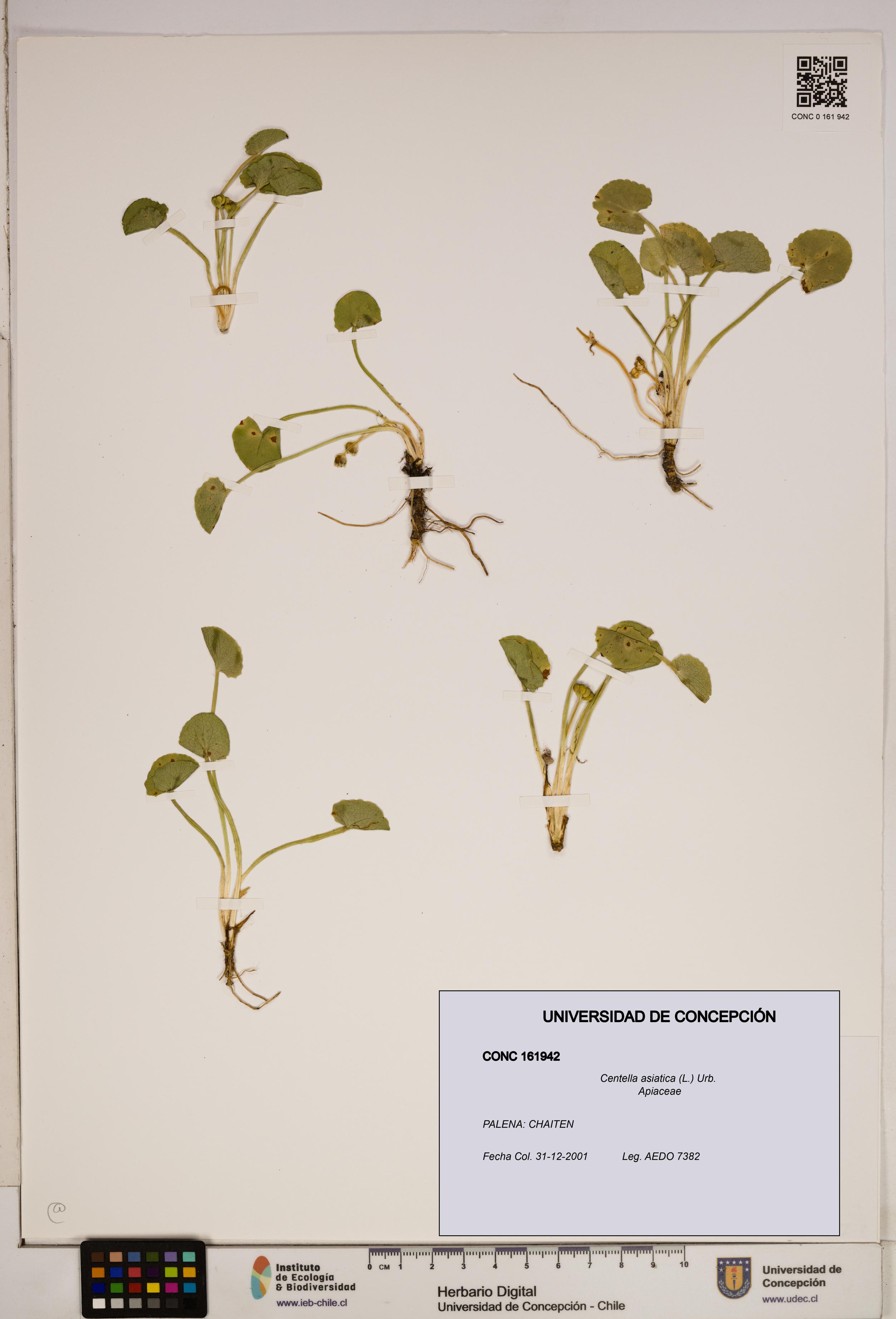 Centella asiatica [Espécimen: ]