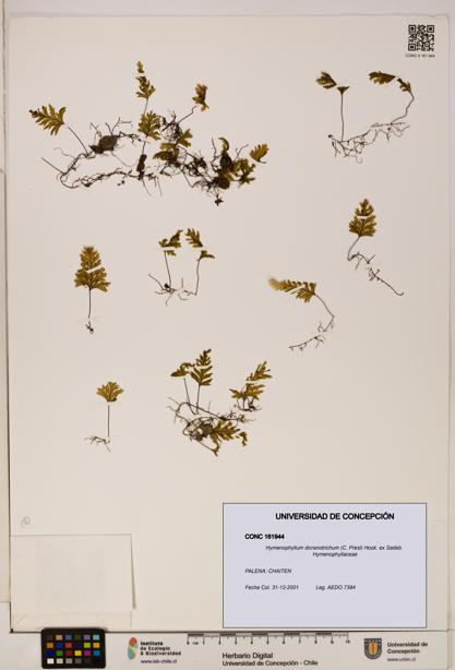 Hymenophyllum dicranotrichum [Espécimen: UDEC:CONC:0161944]