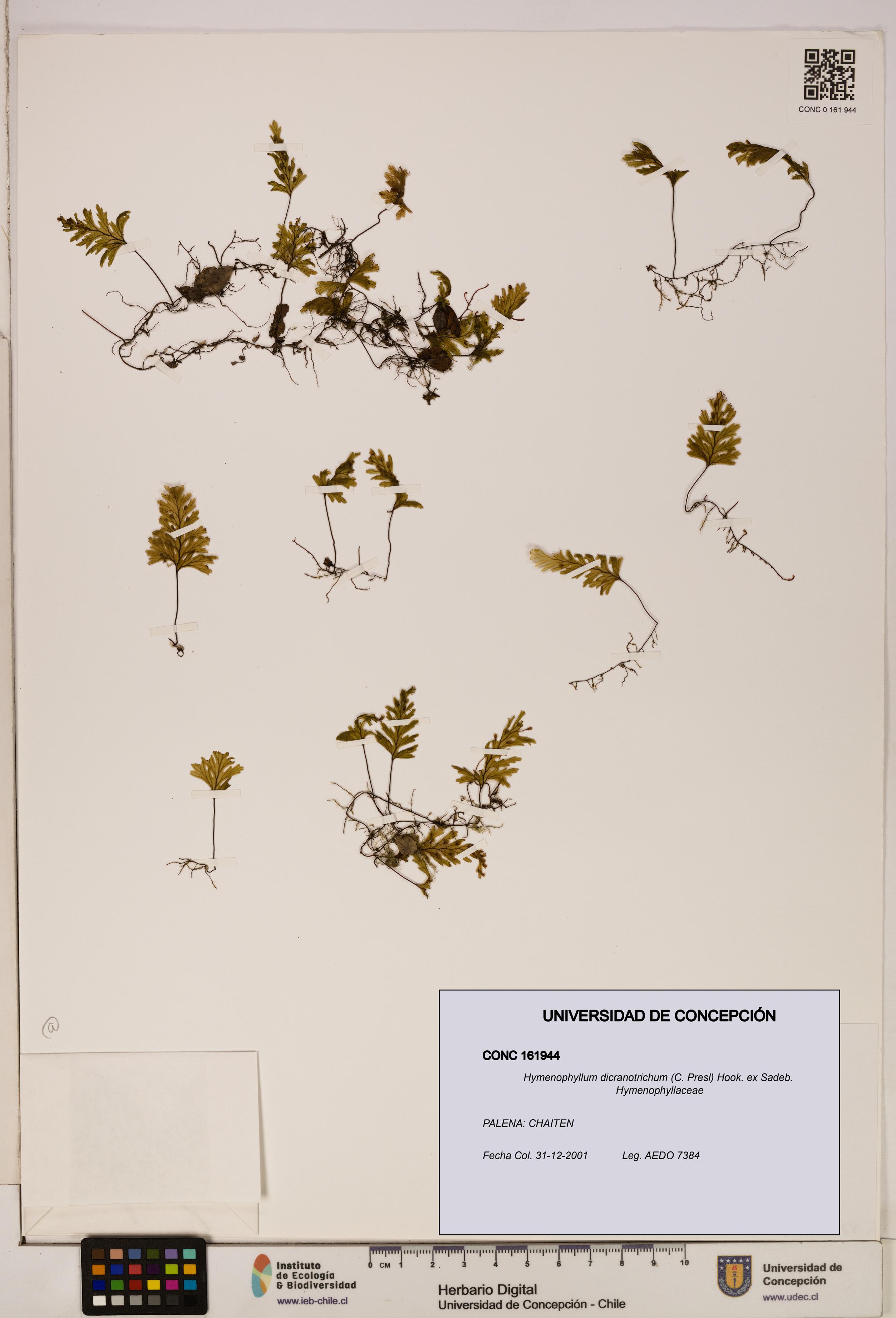 Hymenophyllum dicranotrichum [Espécimen: UDEC:CONC:0161944]