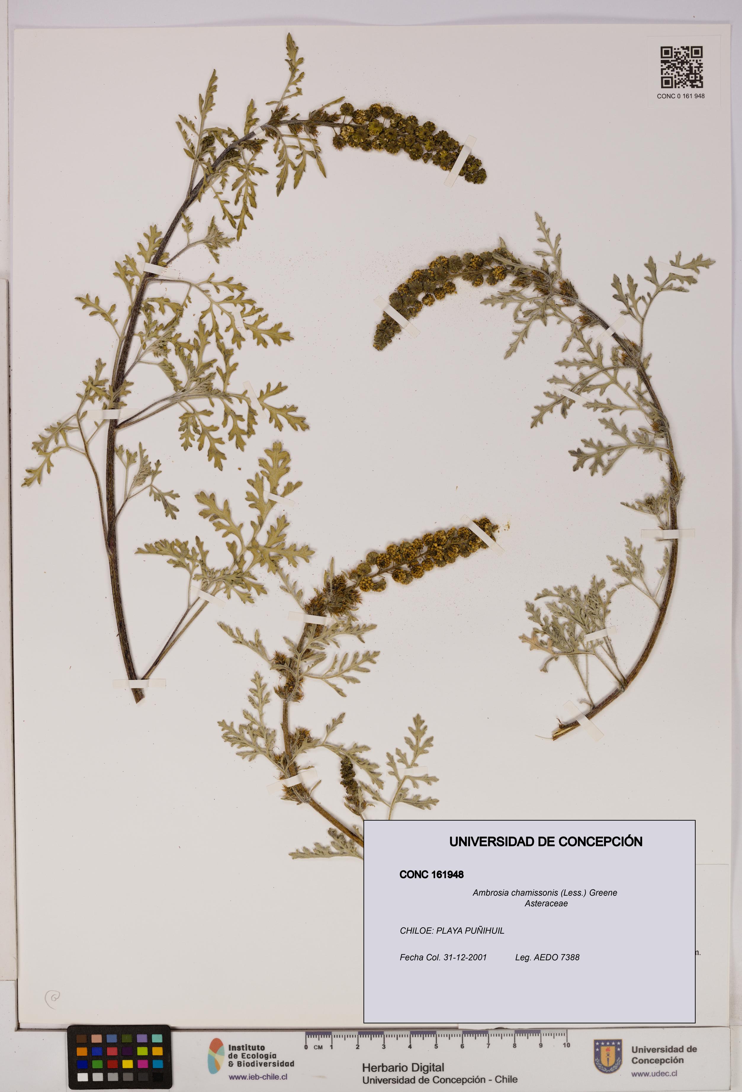 Ambrosia chamissonis [Espécimen: UDEC:CONC:0161948]