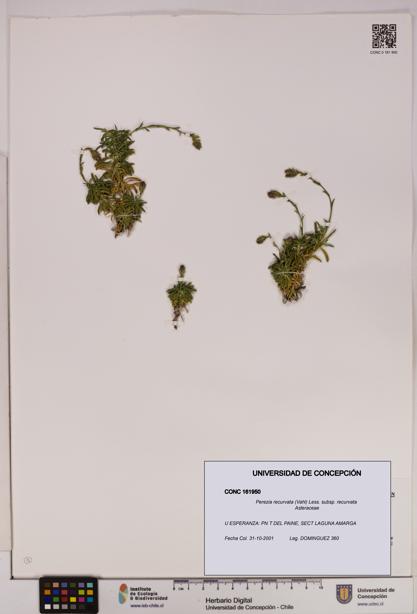 Perezia recurvata subsp. recurvata [Espécimen: UDEC:CONC:0161950]