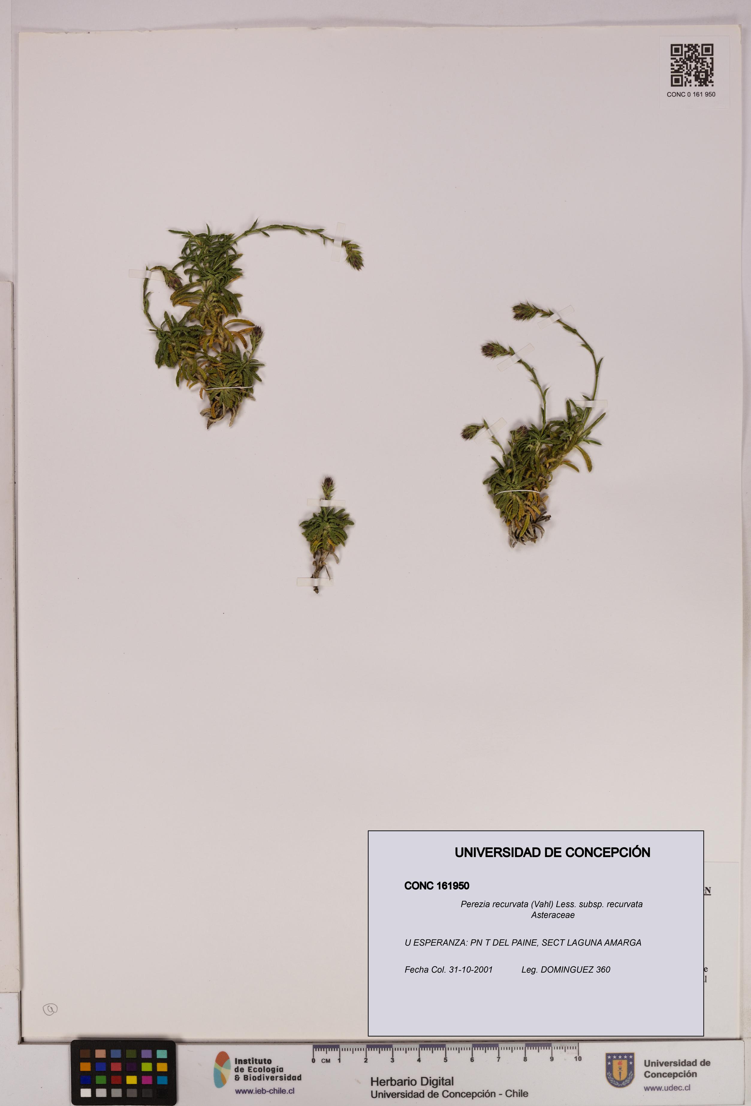Perezia recurvata subsp. recurvata [Espécimen: UDEC:CONC:0161950]