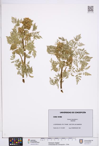 Conium maculatum [Espécimen: ]