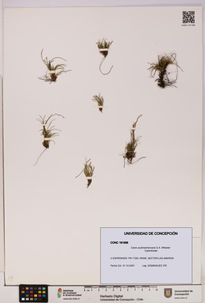 Carex austroamericana [Espécimen: UDEC:CONC:0161958]