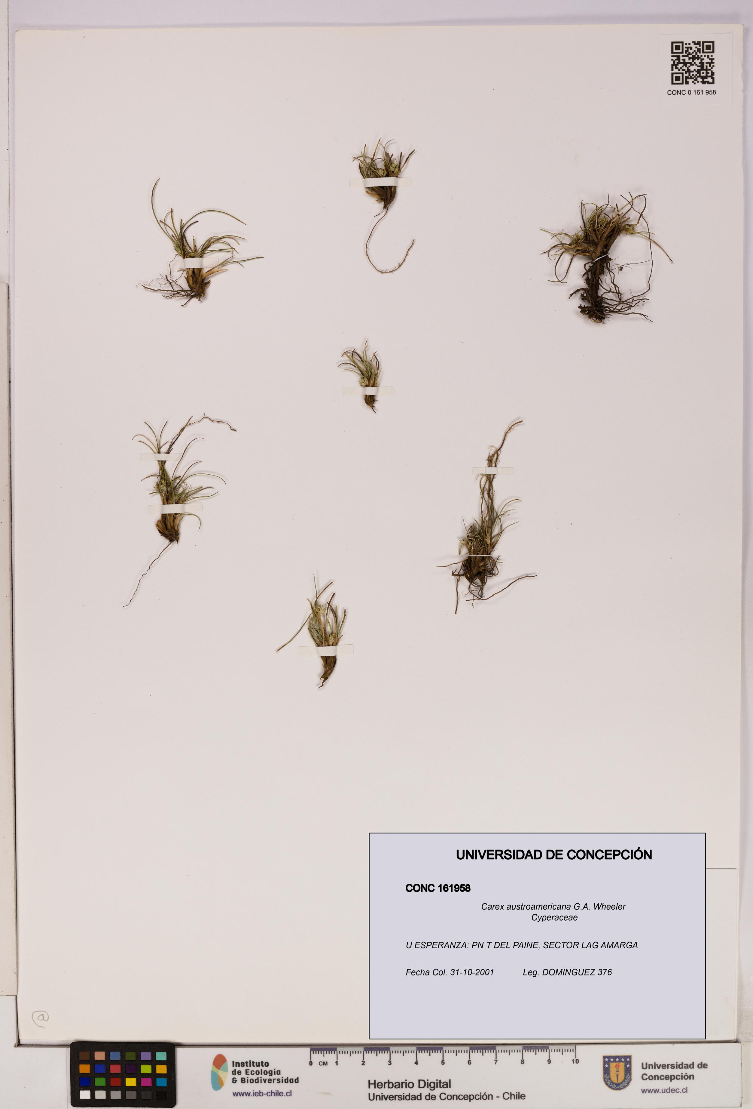 Carex austroamericana [Espécimen: UDEC:CONC:0161958]