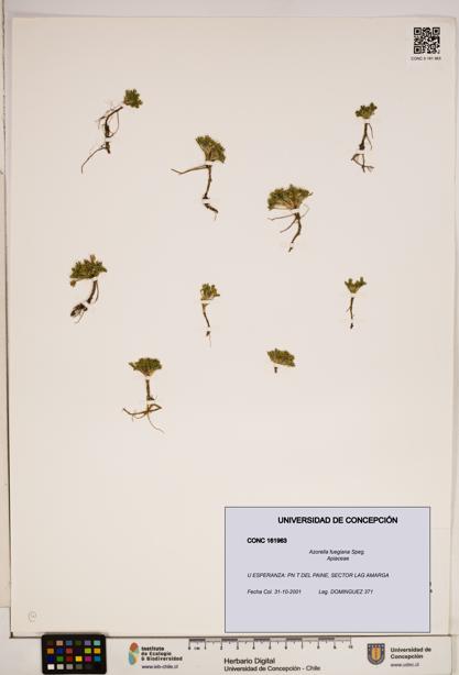 Azorella fuegiana [Espécimen: ]
