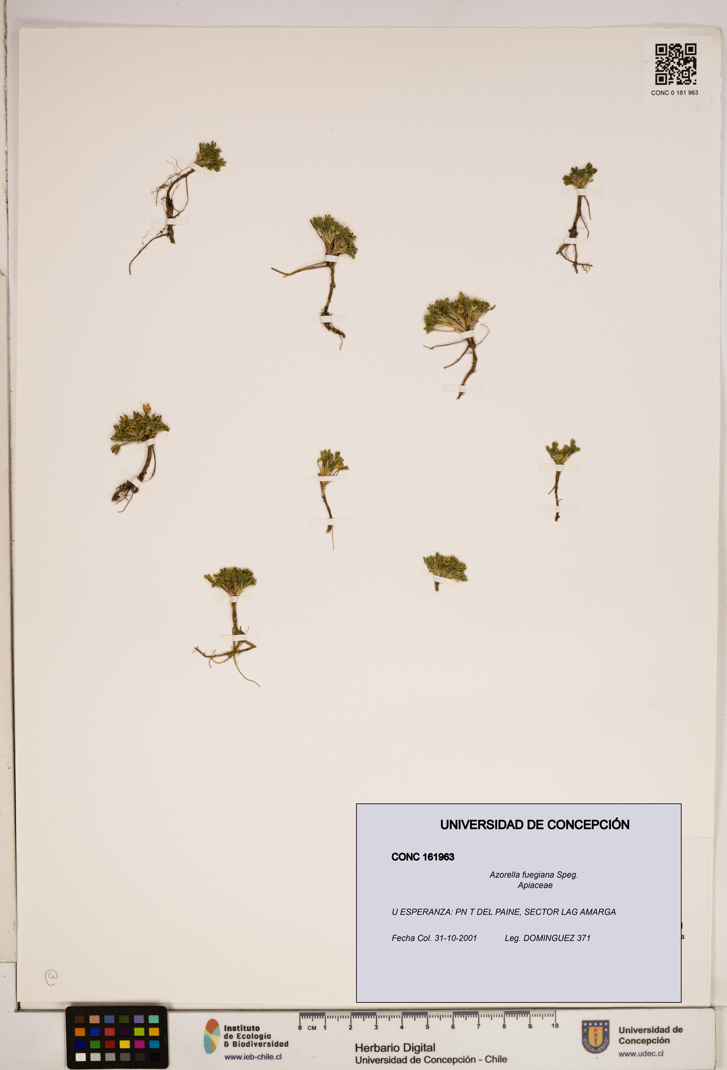 Azorella fuegiana [Espécimen: ]