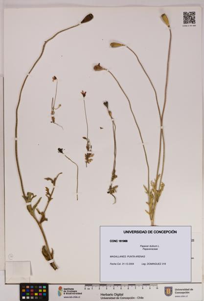 Papaver dubium [Espécimen: UDEC:CONC:0161968]