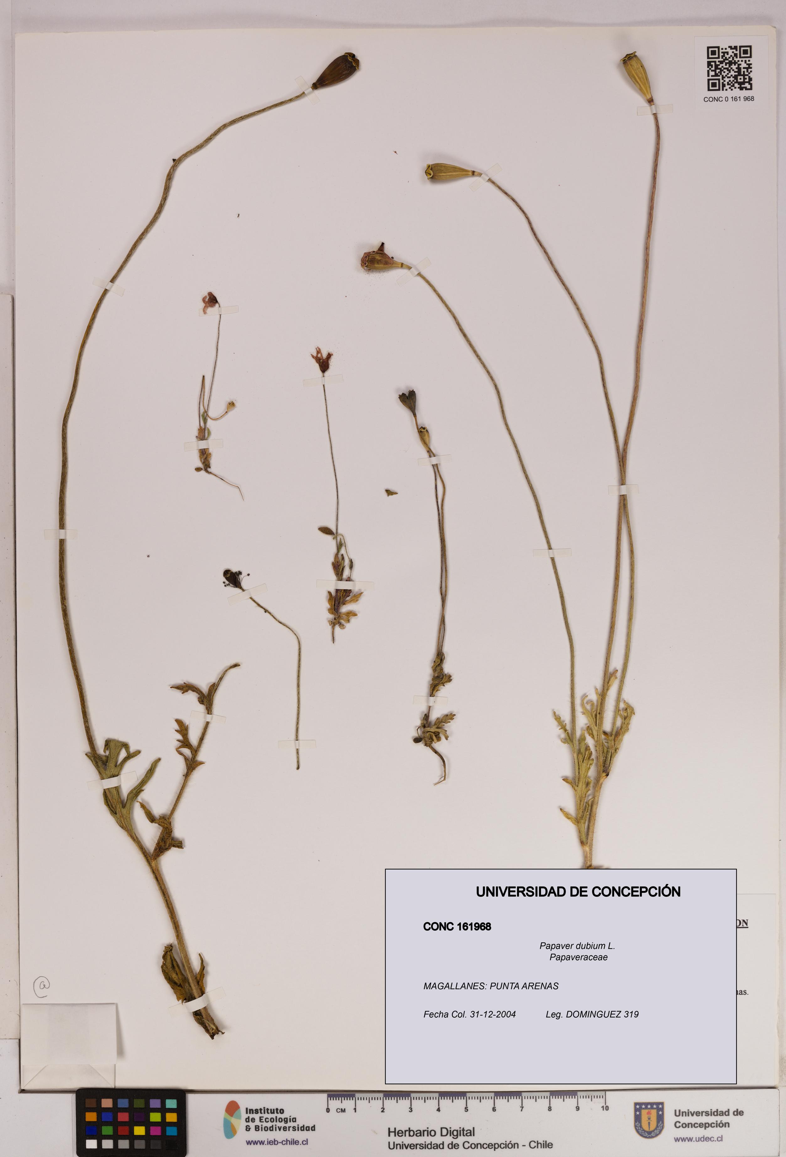 Papaver dubium [Espécimen: UDEC:CONC:0161968]