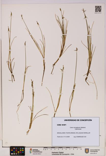 Carex microglochin [Espécimen: UDEC:CONC:0161971]
