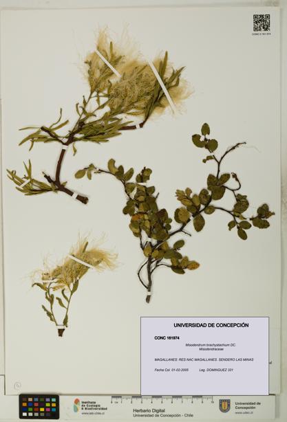 Misodendrum brachystachium [Espécimen: UDEC:CONC:0161974]