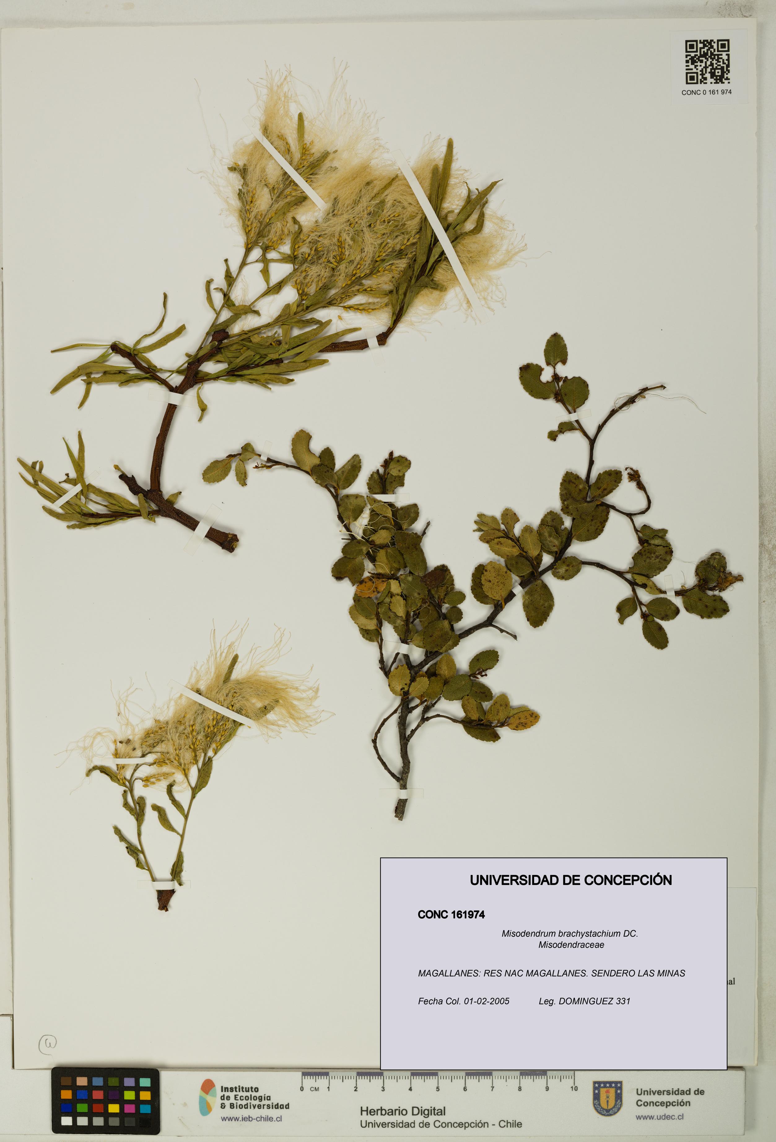 Misodendrum brachystachium [Espécimen: UDEC:CONC:0161974]