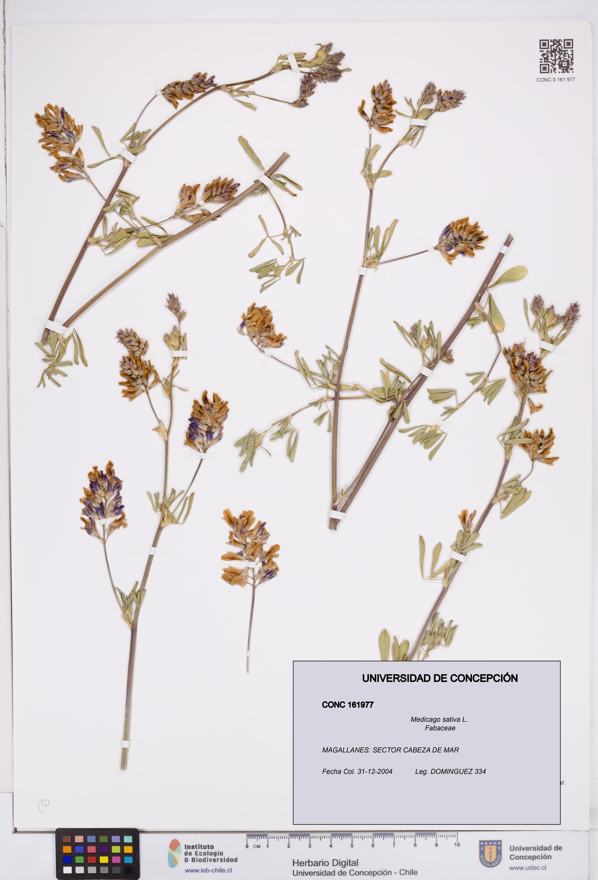 Medicago sativa [Espécimen: ]
