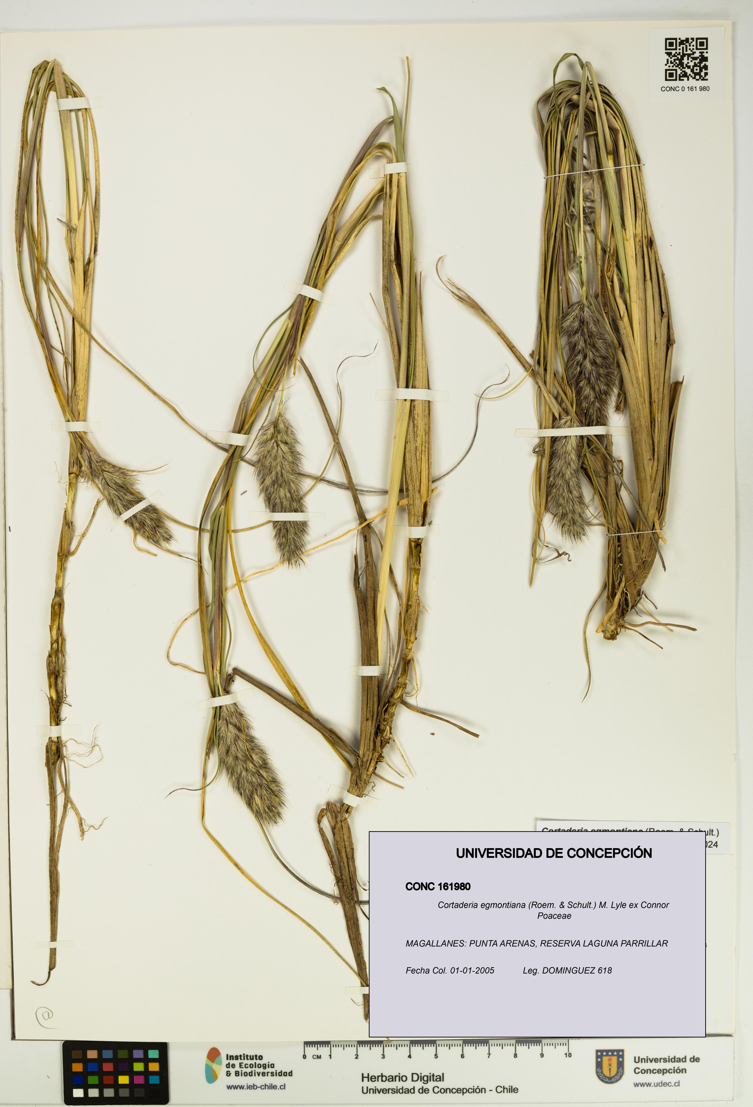 Cortaderia egmontiana [Espécimen: UDEC:CONC:0161980]