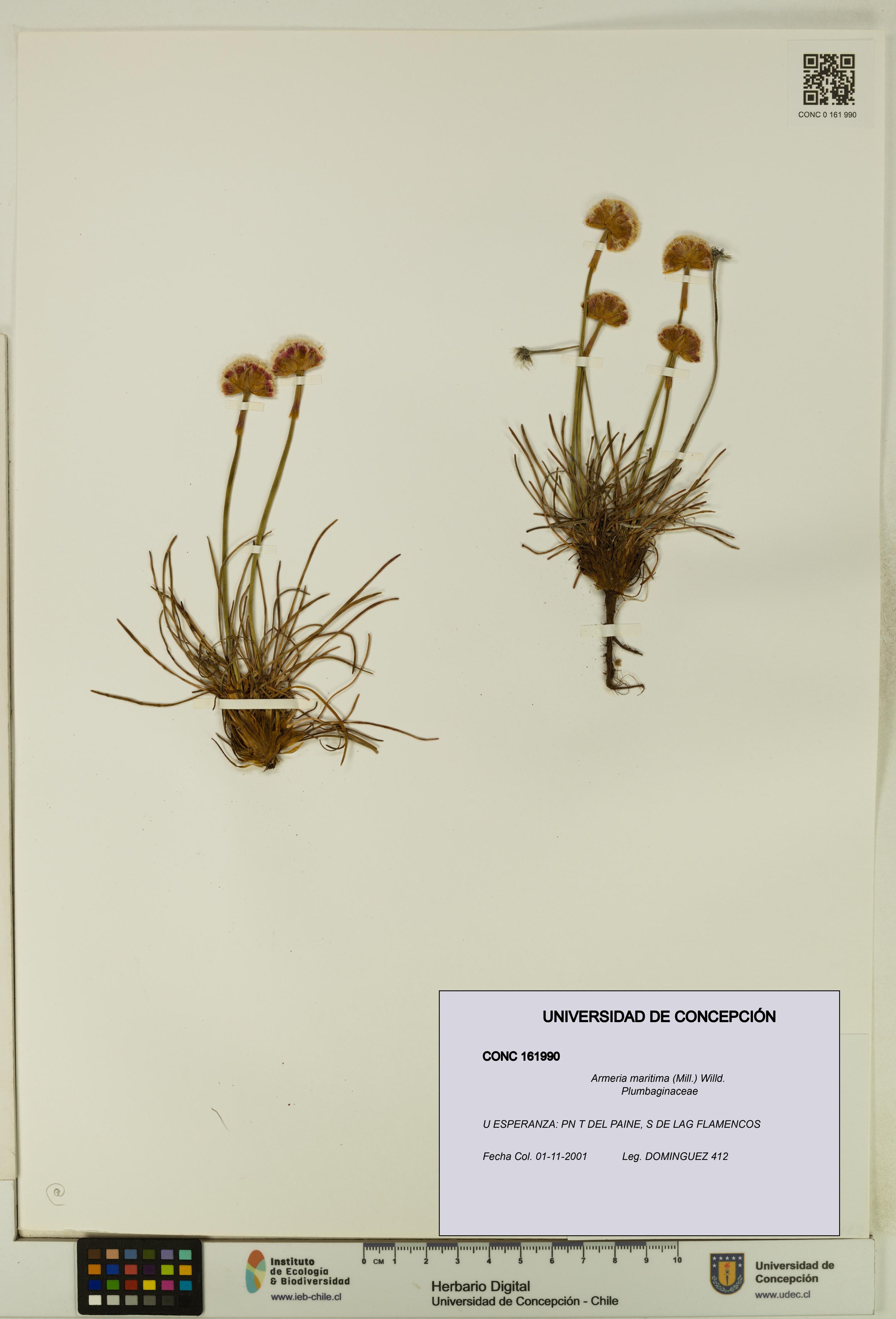 Armeria maritima [Espécimen: UDEC:CONC:0161990]