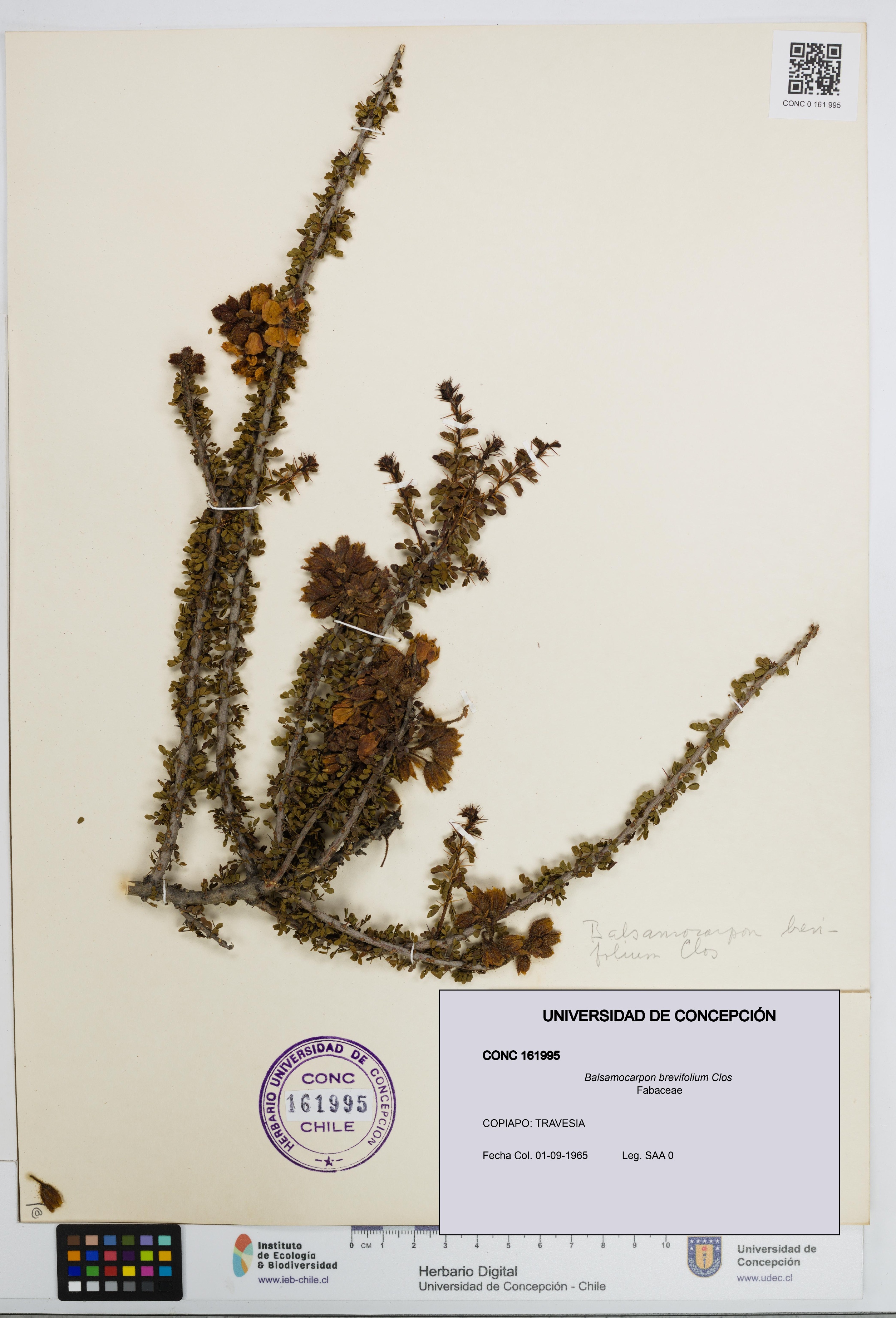 Balsamocarpon brevifolium [Espécimen: UDEC:CONC:0161995]