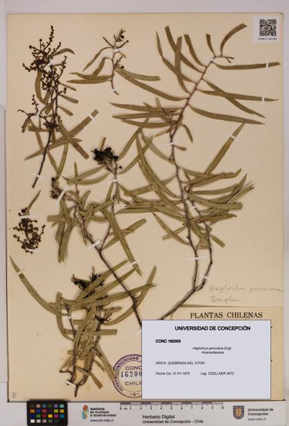 Haplorhus peruviana [Espécimen: UDEC:CONC:0162003]