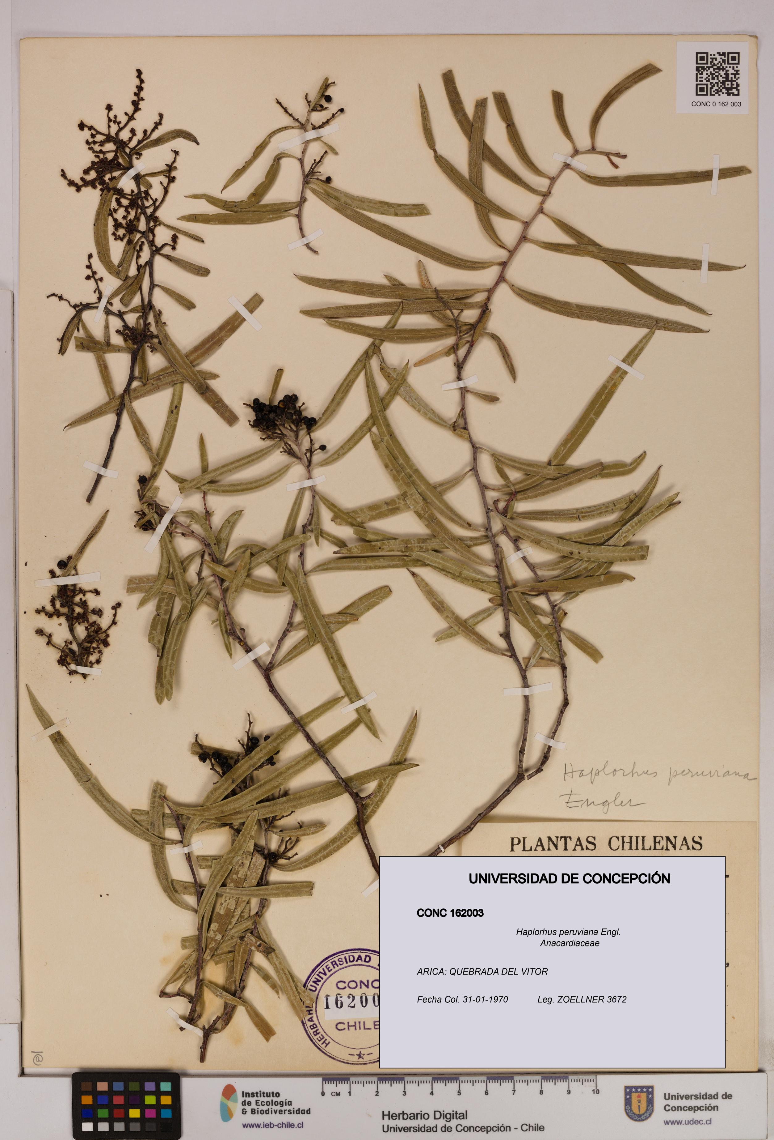 Haplorhus peruviana [Espécimen: UDEC:CONC:0162003]