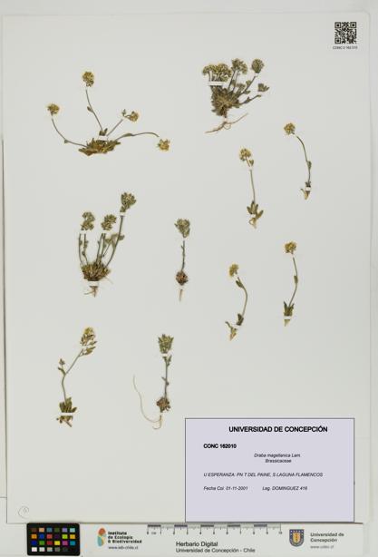 Draba magellanica [Espécimen: UDEC:CONC:0162010]