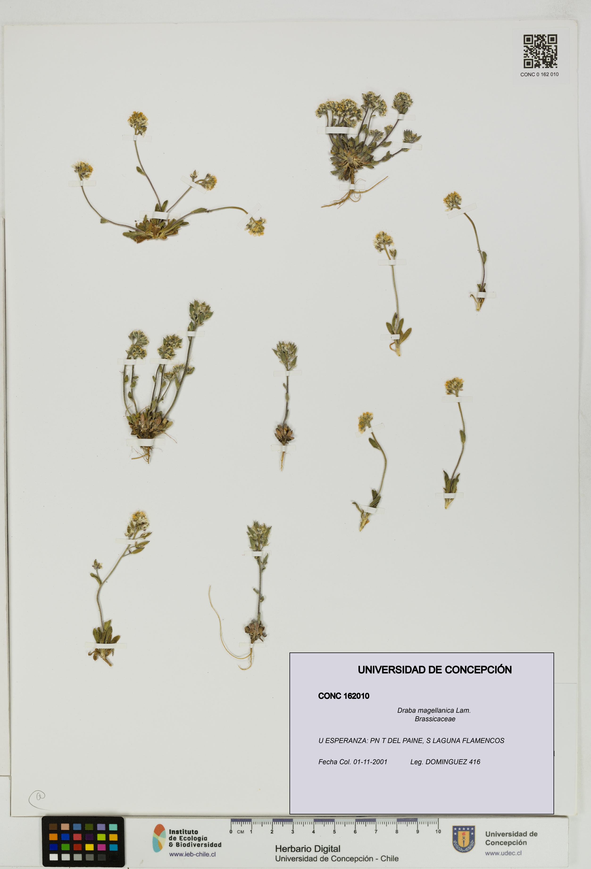 Draba magellanica [Espécimen: UDEC:CONC:0162010]