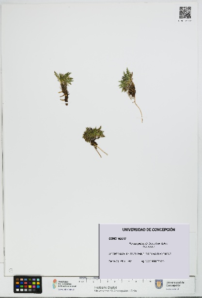 Perezia pilifera [Espécimen: UDEC:CONC:0162017]