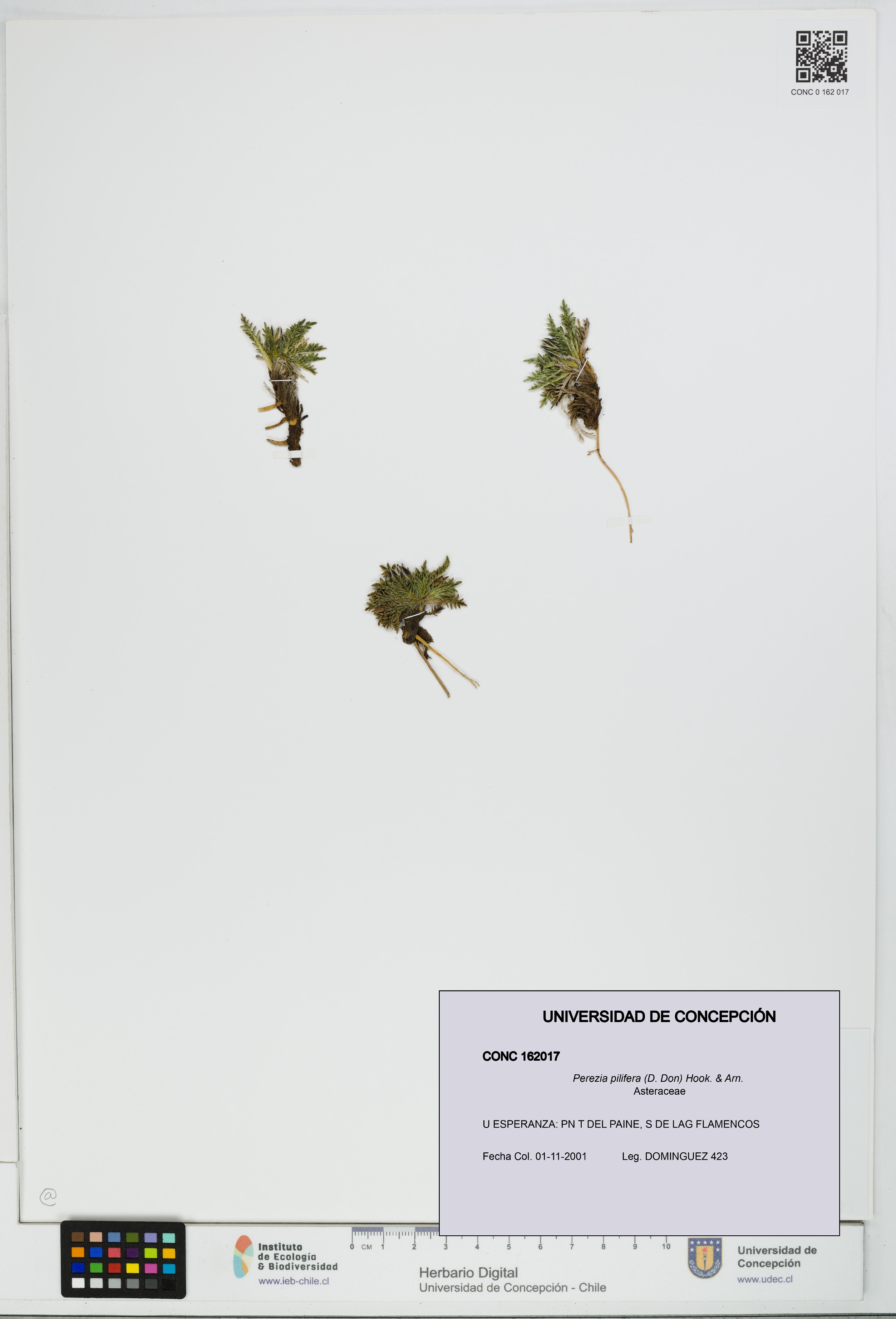 Perezia pilifera [Espécimen: UDEC:CONC:0162017]