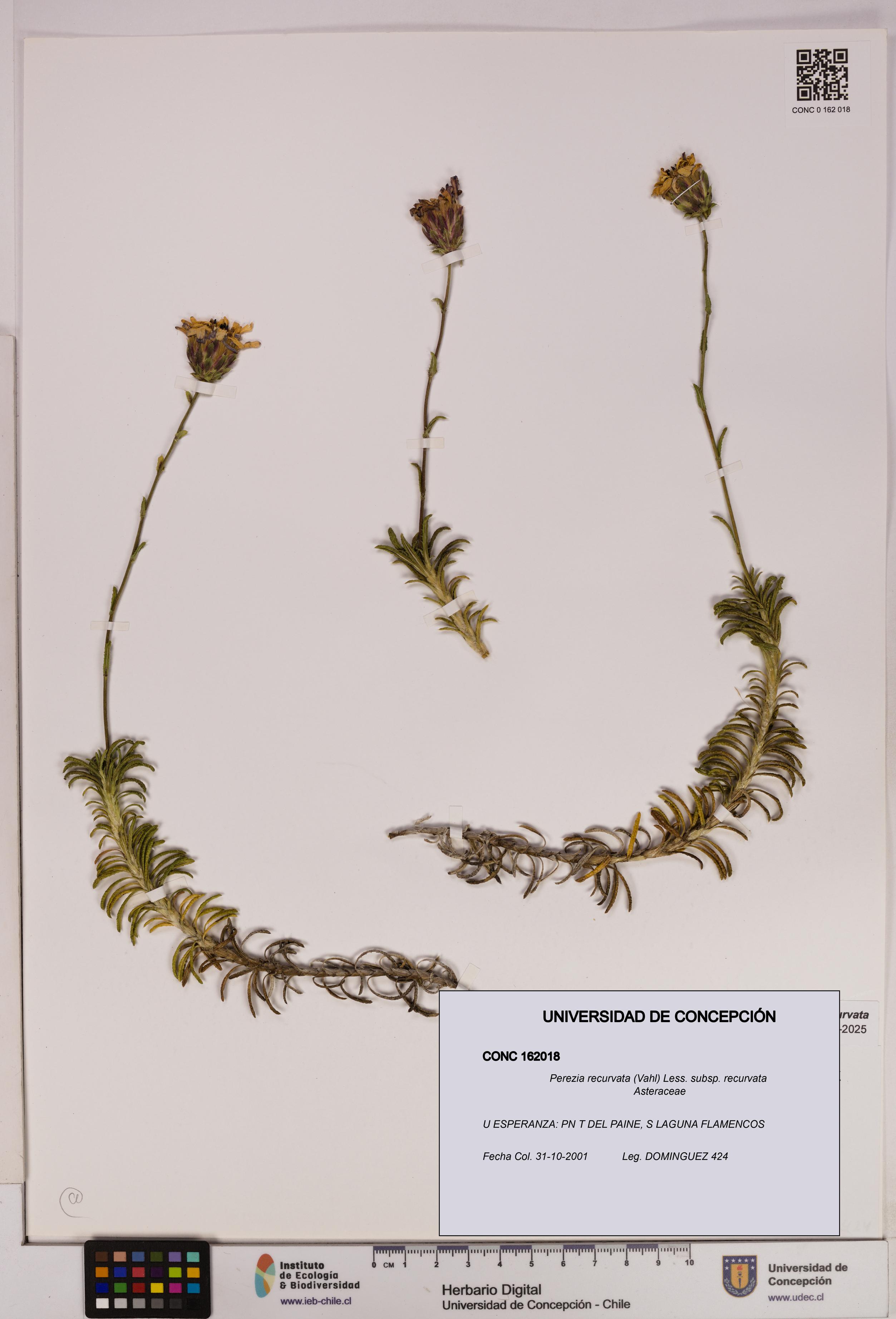 Perezia recurvata subsp. recurvata [Espécimen: UDEC:CONC:0162018]