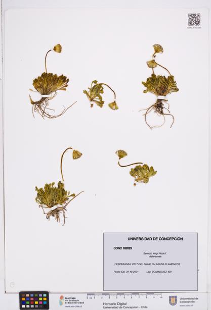 Senecio kingii [Espécimen: ]