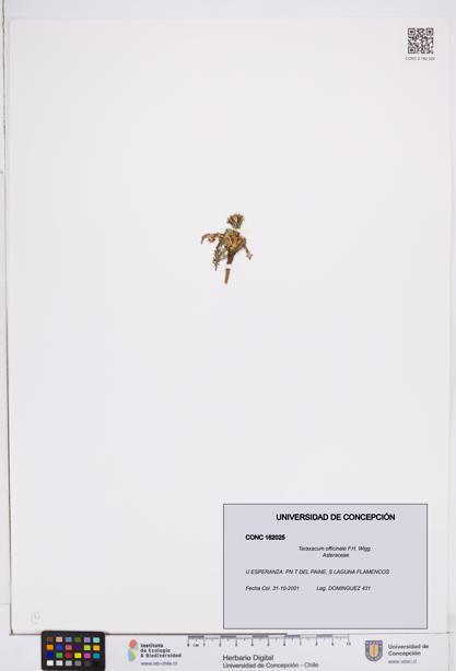 Taraxacum officinale [Espécimen: ]
