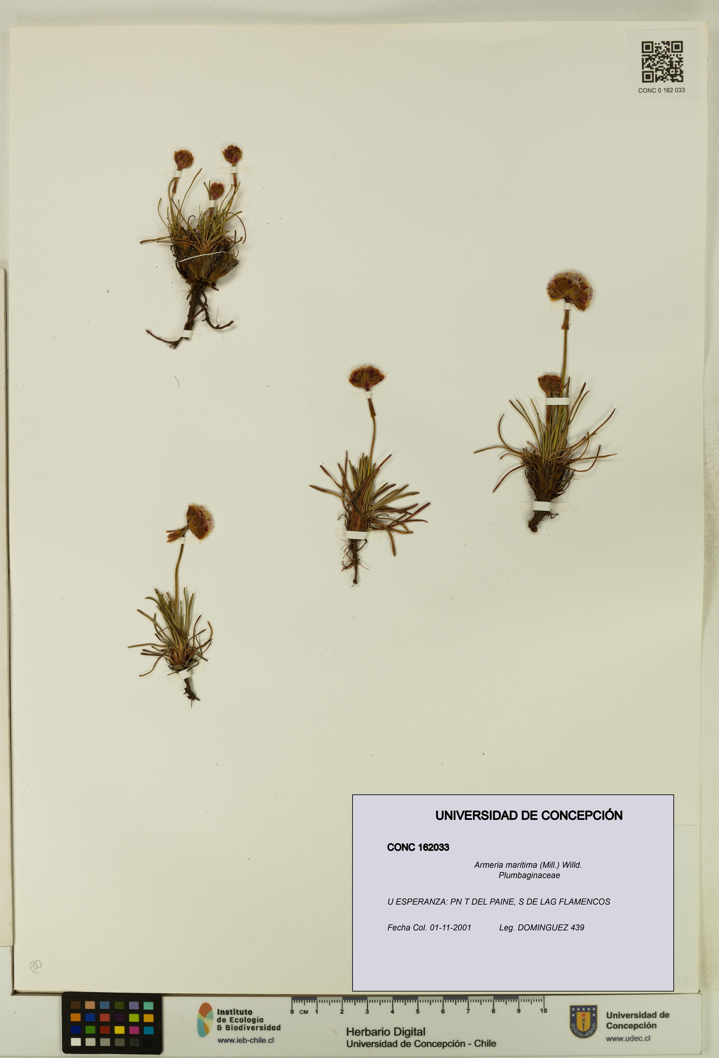 Armeria maritima [Espécimen: UDEC:CONC:0162033]