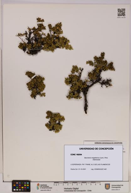 Baccharis magellanica [Espécimen: UDEC:CONC:0162034]