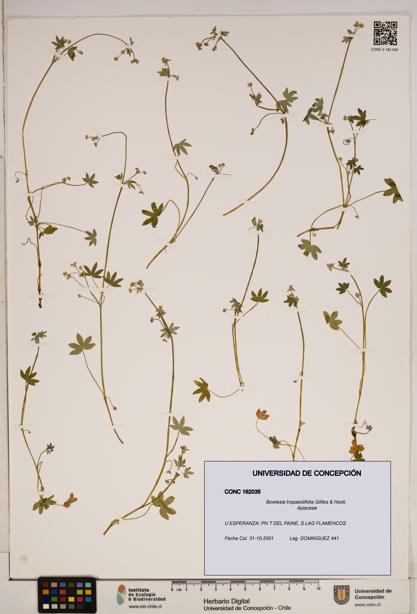 Bowlesia tropaeolifolia [Espécimen: ]