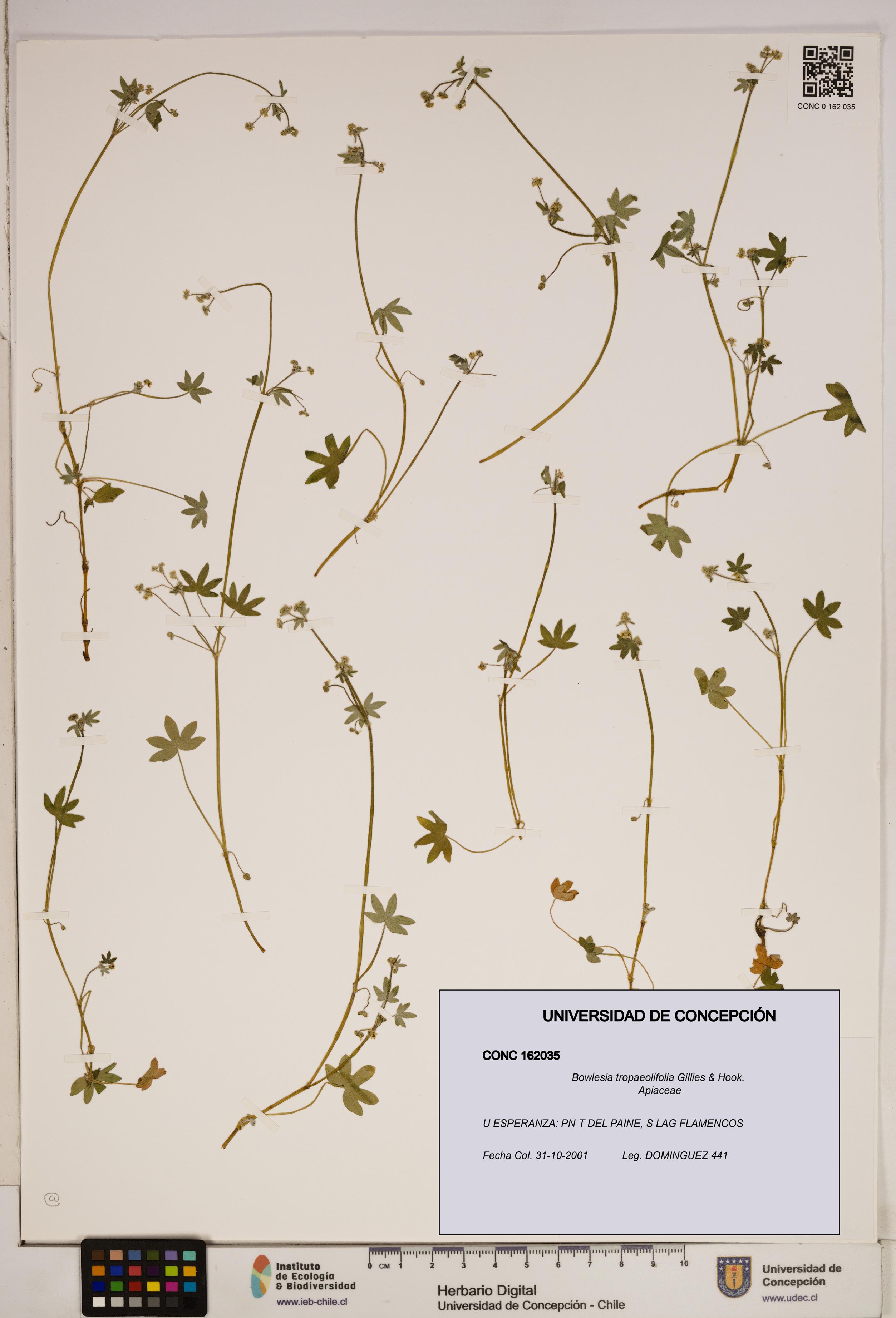 Bowlesia tropaeolifolia [Espécimen: ]