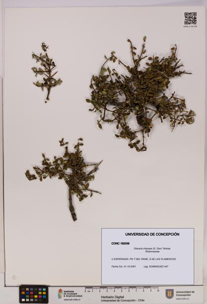 Discaria chacaye [Espécimen: UDEC:CONC:0162039]