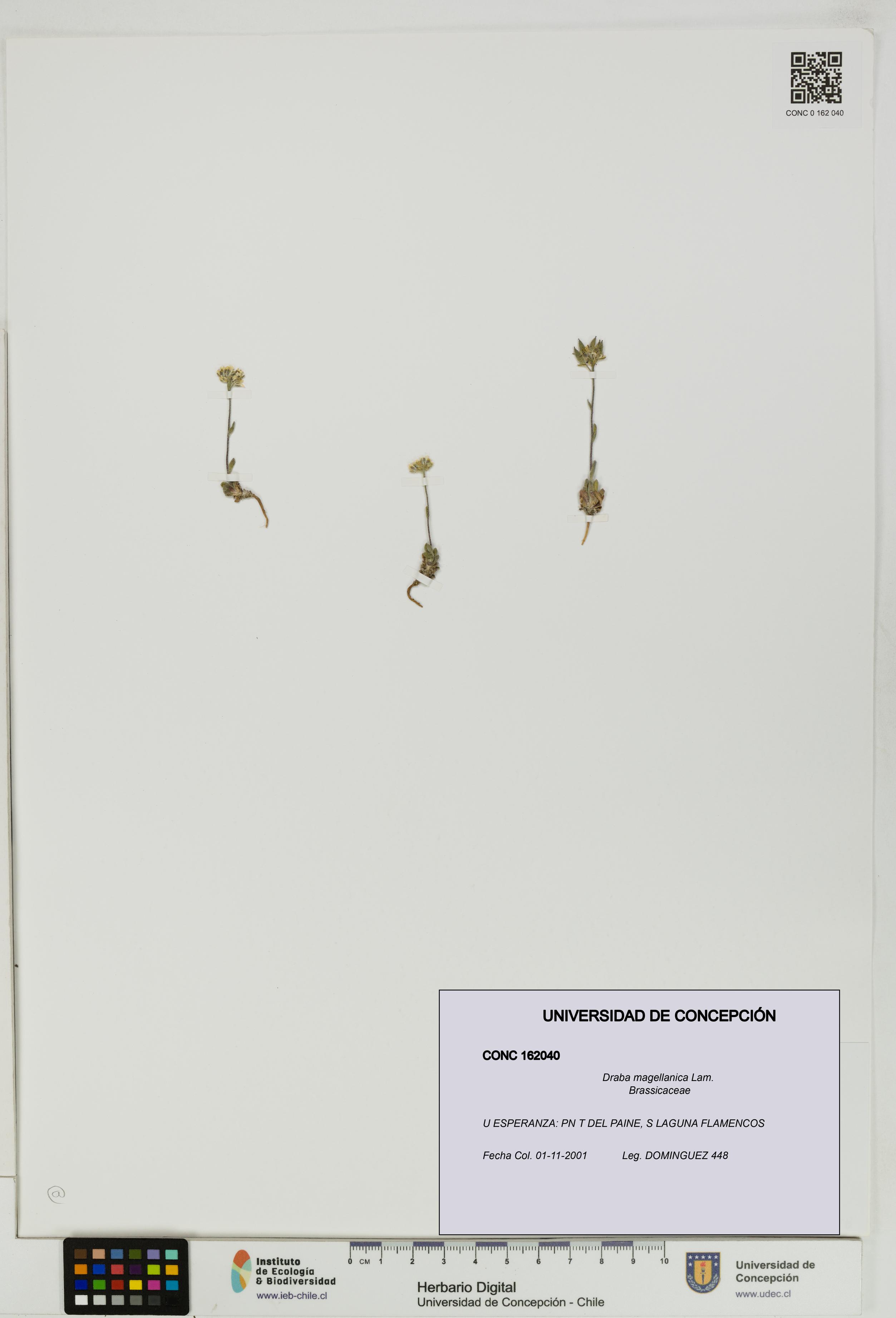 Draba magellanica [Espécimen: UDEC:CONC:0162040]