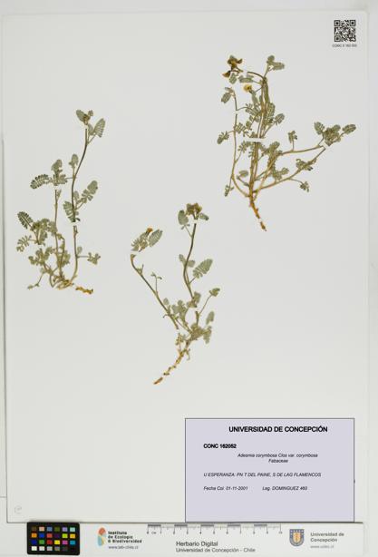 Adesmia corymbosa var. corymbosa [Espécimen: UDEC:CONC:0162052]