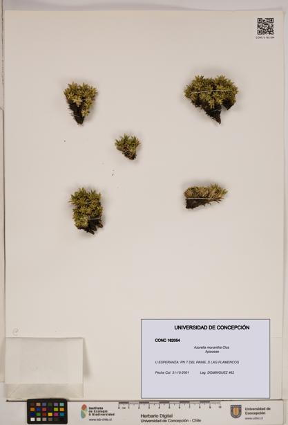 Azorella monantha [Espécimen: ]
