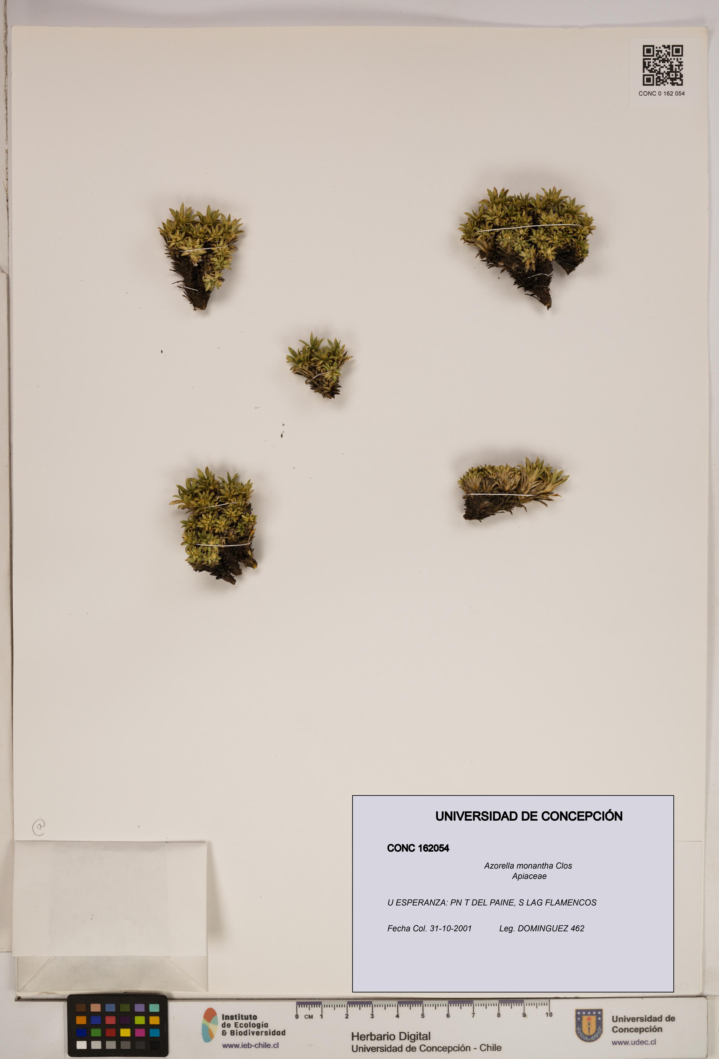 Azorella monantha [Espécimen: ]