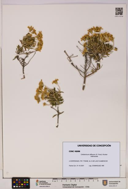 Chiliotrichum diffusum [Espécimen: UDEC:CONC:0162058]