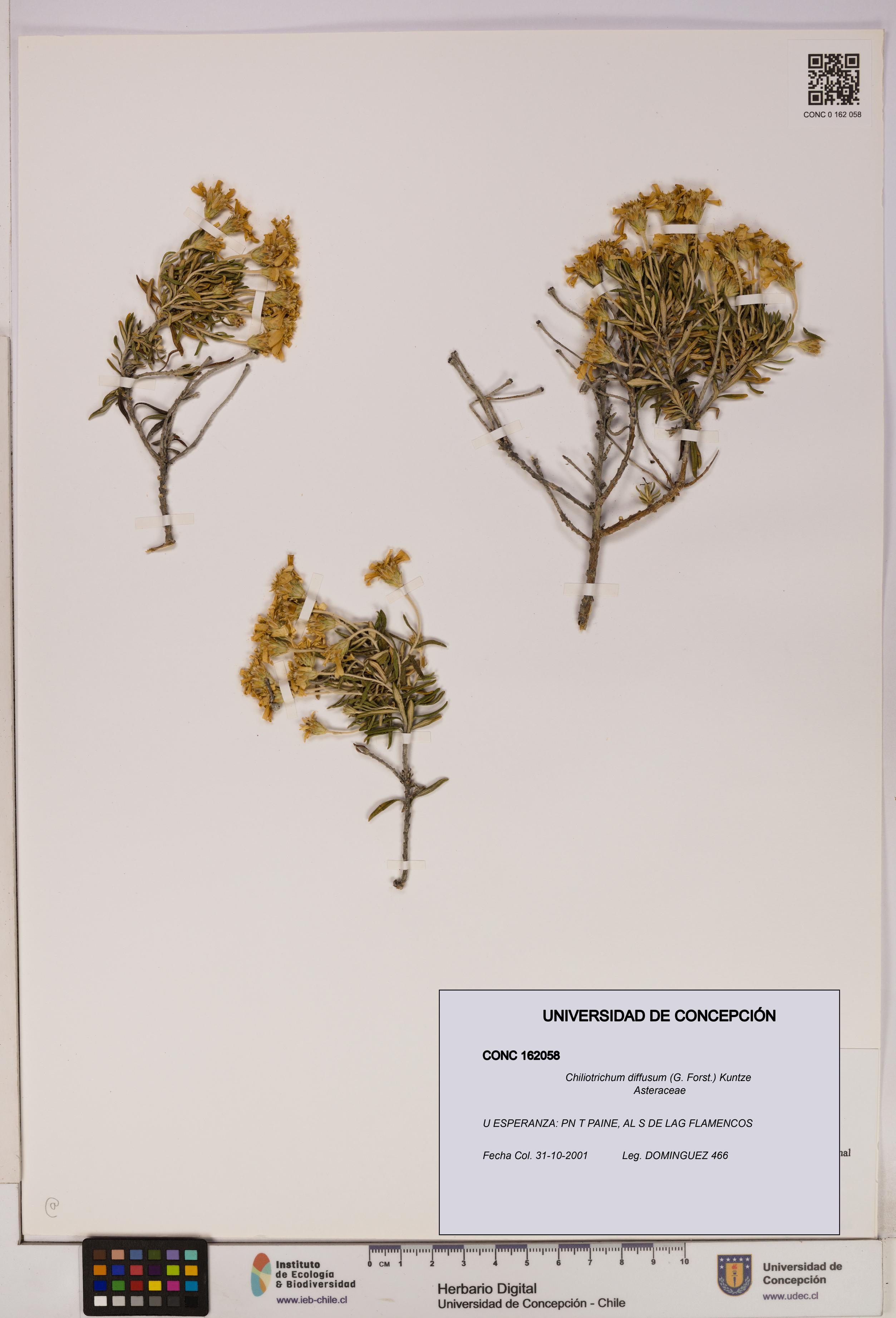 Chiliotrichum diffusum [Espécimen: UDEC:CONC:0162058]