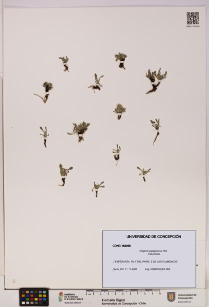 Erigeron patagonicus [Espécimen: UDEC:CONC:0162060]