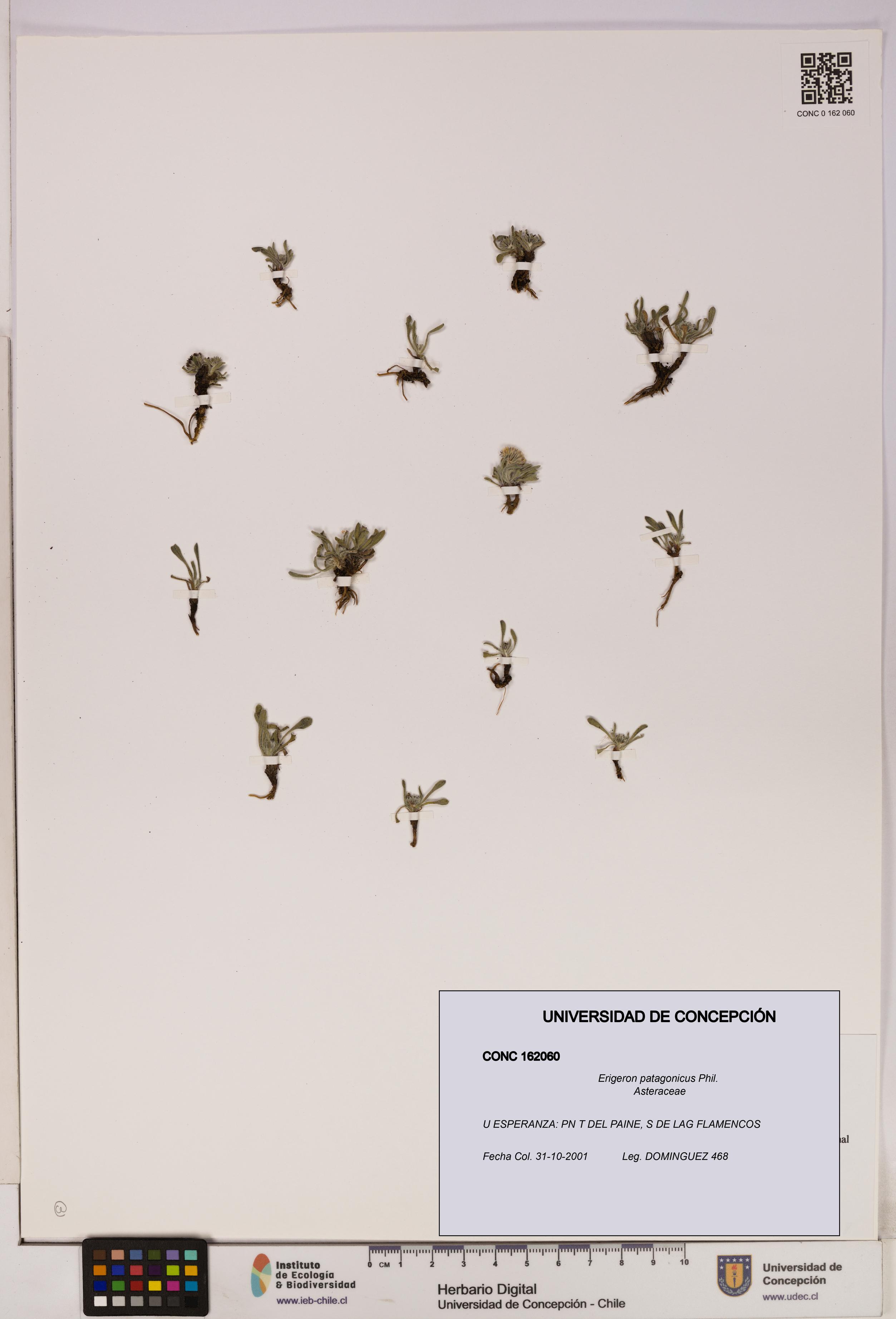 Erigeron patagonicus [Espécimen: UDEC:CONC:0162060]