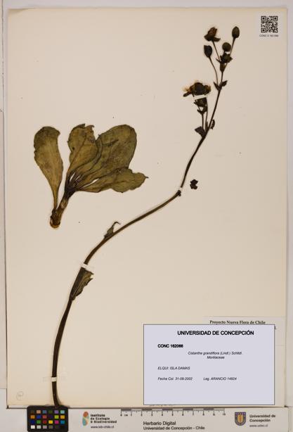 Cistanthe grandiflora [Espécimen: UDEC:CONC:0162066]