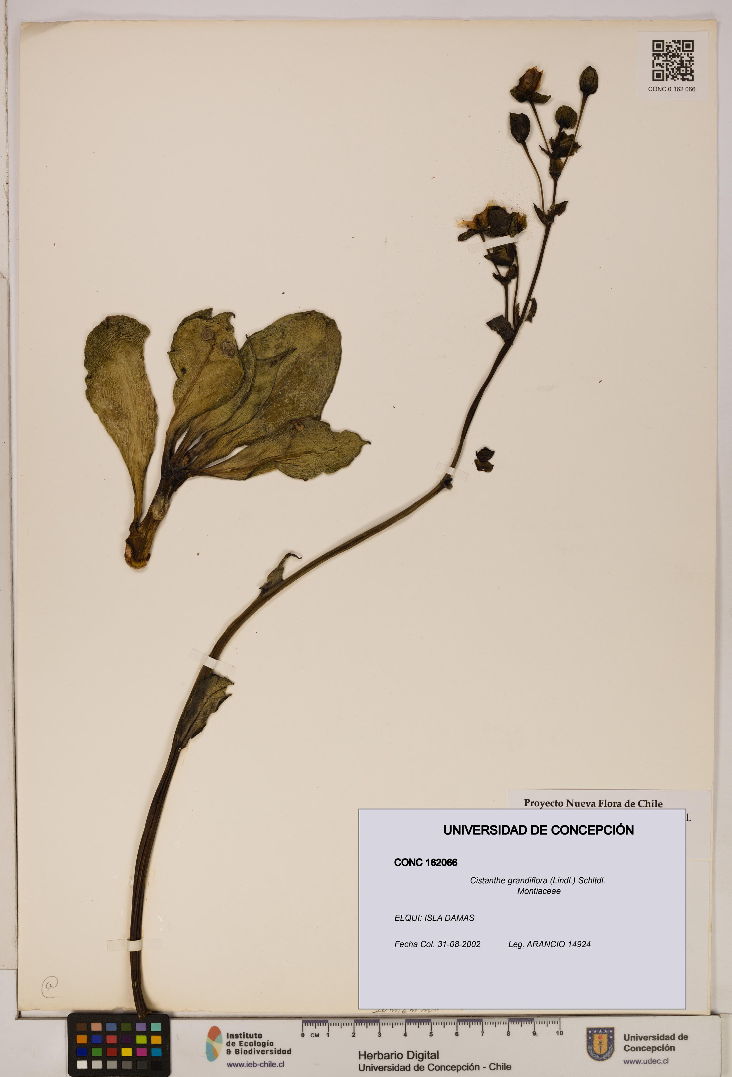 Cistanthe grandiflora [Espécimen: UDEC:CONC:0162066]